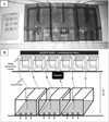 Thumbnail: Fig. 1 Refer to the following caption and surrounding text.